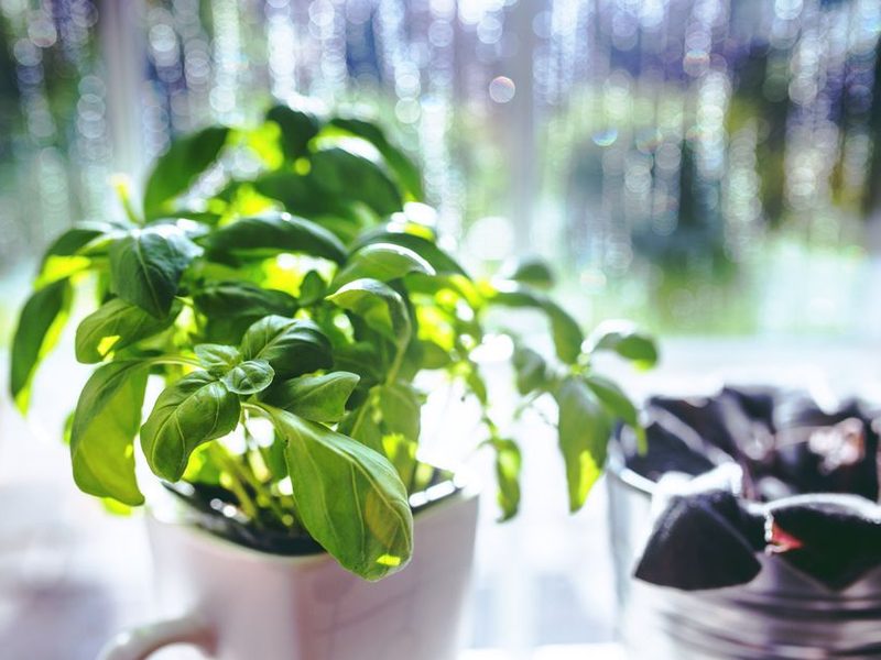 Albahaca en una maceta junto a una ventana