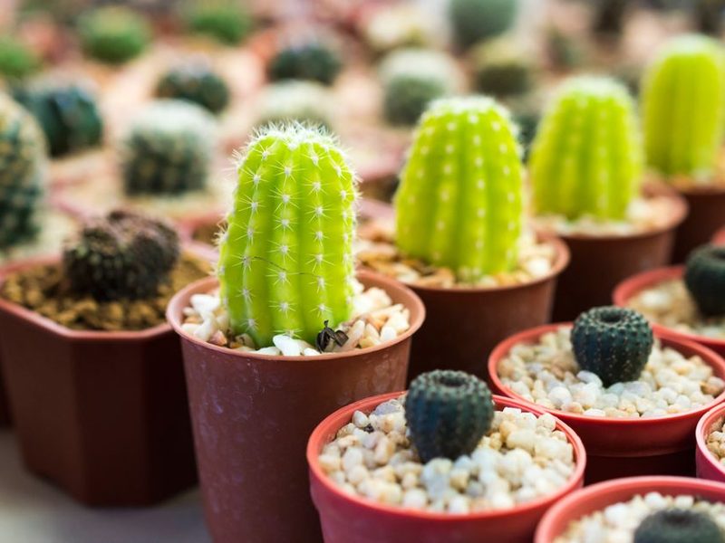 Cactus verdes en macetas con piedritas blancas
