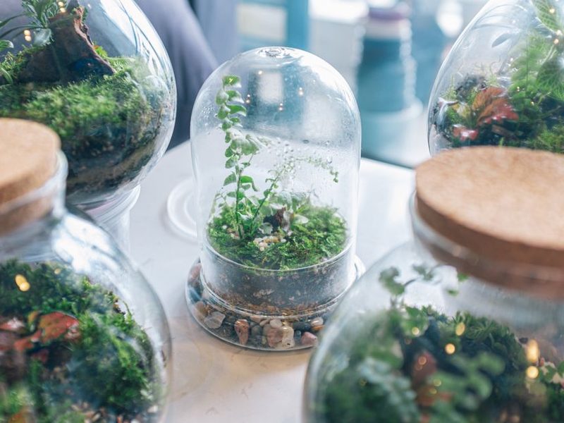 Terrarios de vidrio con musgo y plantas chicas